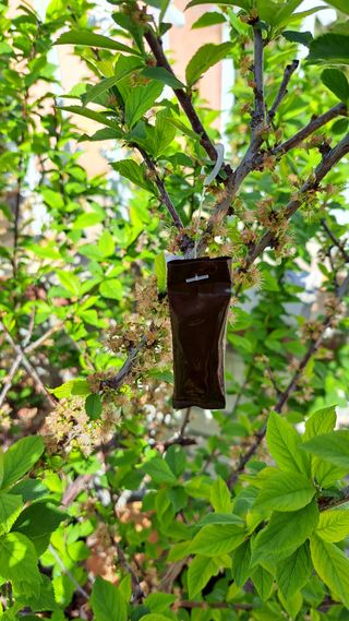 주윤발이님의 복숭아 · 영농일지 작성글 사진