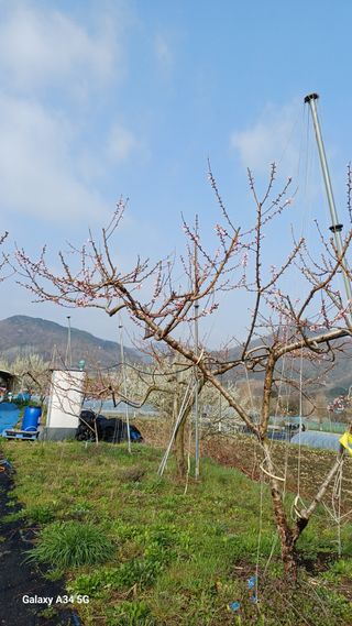 박원용님의 복숭아 · 영농일지 작성글 사진