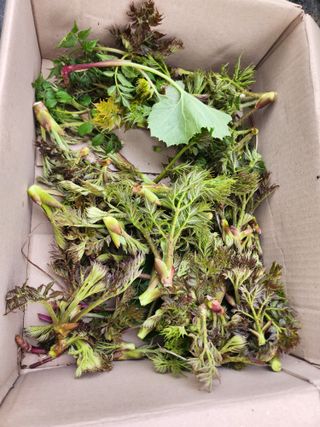 김진영님님의 콩 · 영농일지 작성글 사진