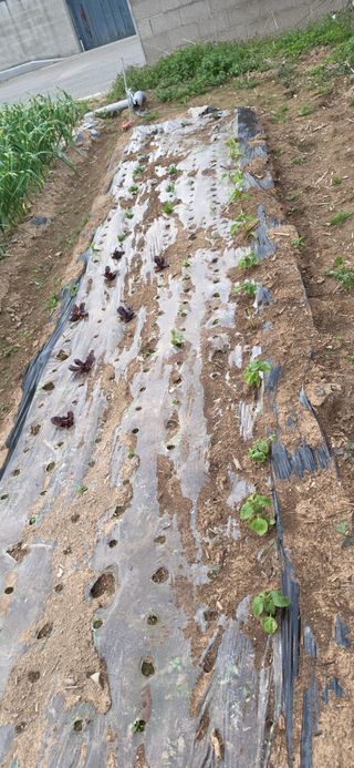 道泉님의 기타작물 · 영농일지 작성글 사진