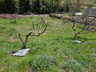 장산님의 감 · 영농일지 작성글 사진