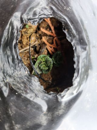 김진영님님의 콩 · 영농일지 작성글 사진