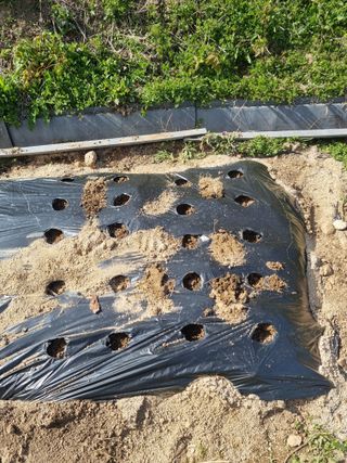 심기섭님의 마늘 · 영농일지 작성글 사진