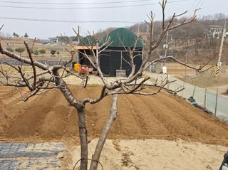 권병☆님의 복숭아 · 영농일지 작성글 사진