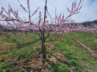해찬들농원님의 복숭아 · 영농일지 작성글 사진
