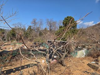 정영석님의 복숭아 · 영농일지 작성글 사진