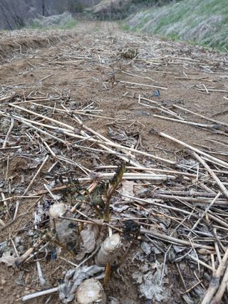 거창두릅농원김성희님의 기타작물 · 영농일지 작성글 사진