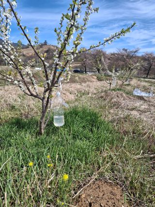 이병찬님의 자두 · 영농일지 작성글 사진