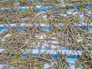 경남하동이주랑님의 기타작물 · 영농일지 작성글 사진