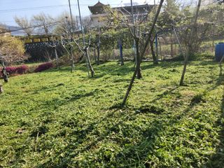 키다리님의 사과 · 영농일지 작성글 사진