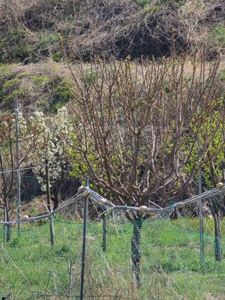 양파12861님의 마늘 · 영농일지 작성글 사진