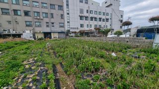 최강K님의 기타작물 · 영농일지 작성글 사진