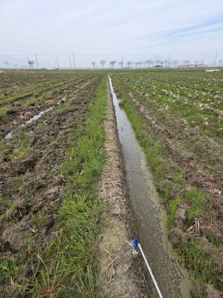 파인cool님의 벼 · 영농일지 작성글 사진