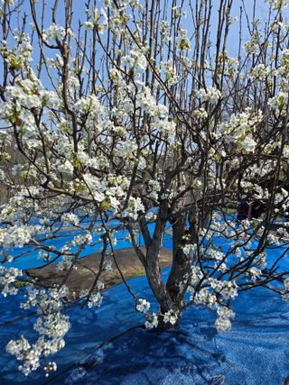 김영옥님의 기타작물 · 영농일지 작성글 사진