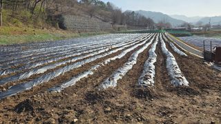황둔얼렁뚱땅체리농부님의 감자 · 영농일지 작성글 사진