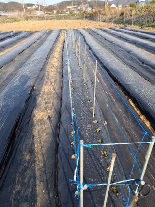 백영호님의 기타작물 · 영농일지 작성글 사진