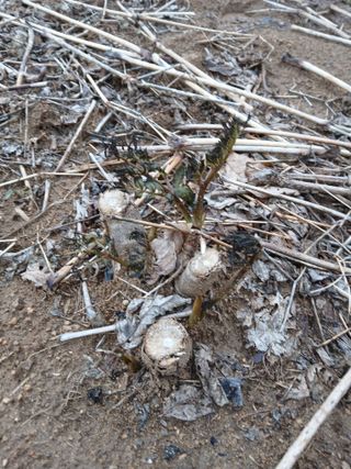 거창두릅농원김성희님의 기타작물 · 영농일지 작성글 사진