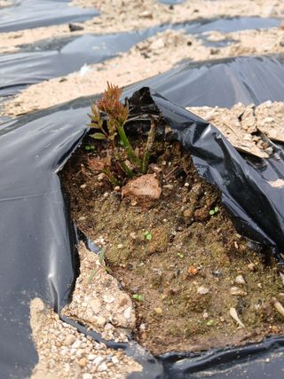 거창두릅농원김성희님의 두릅 · 영농일지 작성글 사진