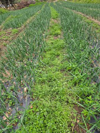 김성환님의 기타작물 · 영농일지 작성글 사진