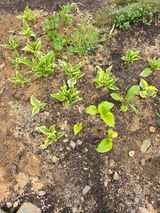 팜모닝 기타작물·영농일지 게시글 이미지