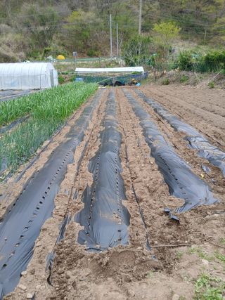 이종득님의 기타작물 · 영농일지 작성글 사진