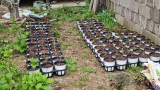 최강K님의 기타작물 · 영농일지 작성글 사진