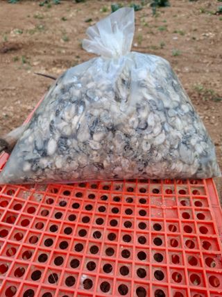 결단이님의 기타작물 · 영농일지 작성글 사진