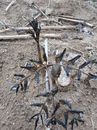 거창두릅농원김성희님의 기타작물 · 영농일지 작성글 사진