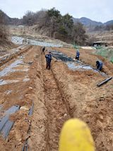 거창두릅농원김성희님의 작성글 사진