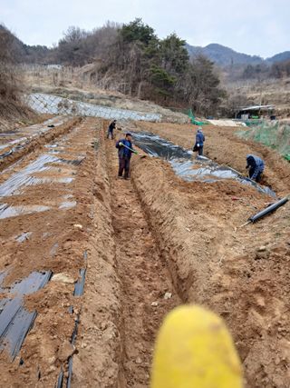 거창두릅농원김성희님의 두릅 · 영농일지 작성글 사진