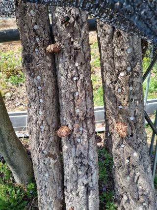 심기섭님의 마늘 · 영농일지 작성글 사진