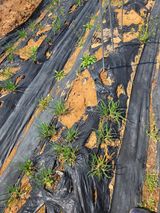 김영옥님의 작성글 사진