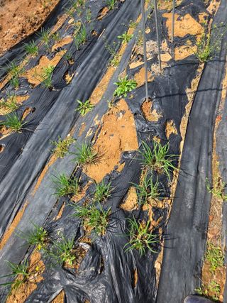 김영옥님의 기타작물 · 영농일지 작성글 사진