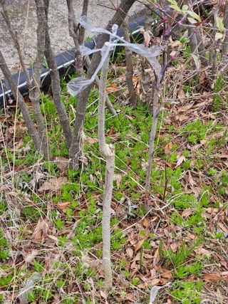 김해열님의 기타작물 · 영농일지 작성글 사진