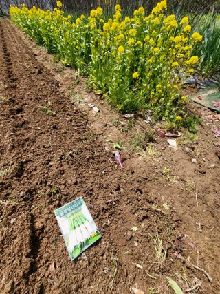 늘찬님의 마늘 · 영농일지 작성글 사진