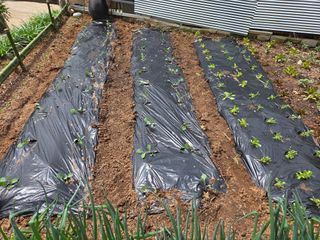 체리123님의 고추 · 영농일지 작성글 사진