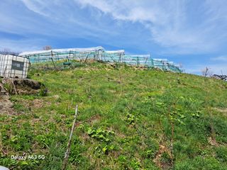 조연만님의 콩 · 영농일지 작성글 사진