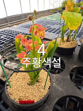 이성규 님의 기타작물 · 영농일지 작성글 사진