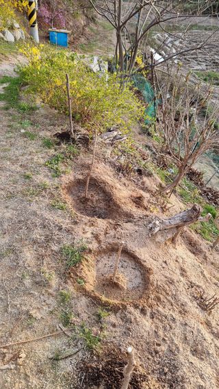 권혁렬님의 두릅 · 영농일지 작성글 사진