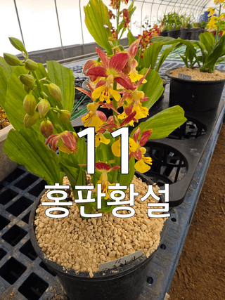 이성규 님의 기타작물 · 영농일지 작성글 사진