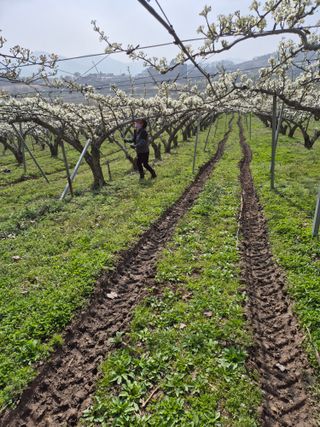 신인농원님의 기타작물 · 영농일지 작성글 사진