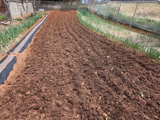 체리123님의 고추 · 영농일지 작성글 사진