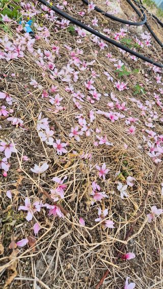 최근만님의 복숭아 · 영농일지 작성글 사진