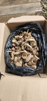 팜모닝 기타작물·영농일지 게시글 이미지