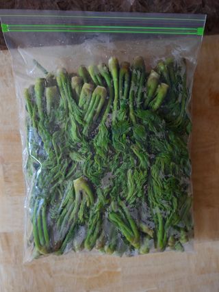 자연같이님의 두릅 · 영농일지 작성글 사진