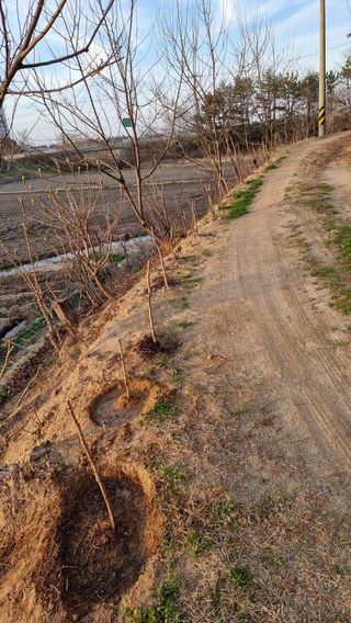 권혁렬님의 두릅 · 영농일지 작성글 사진