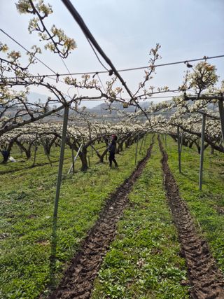 신인농원님의 기타작물 · 영농일지 작성글 사진