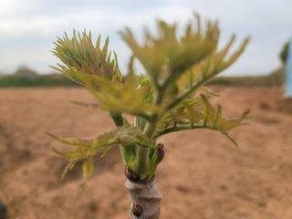 이용찬 열매마농원님의 기타작물 · 영농일지 작성글 사진