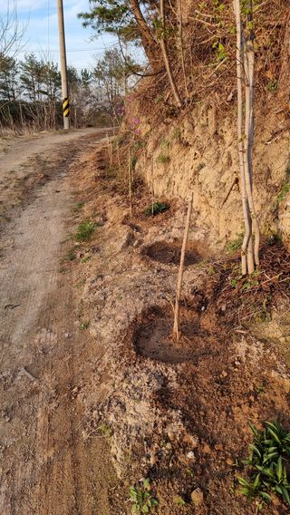 권혁렬님의 두릅 · 영농일지 작성글 사진