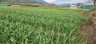 道泉님의 마늘 · 영농일지 작성글 사진